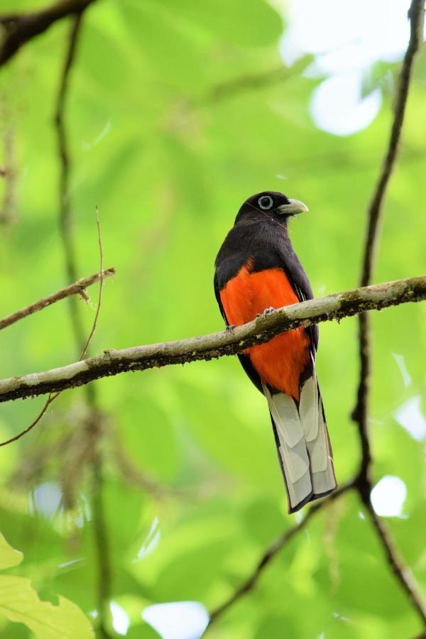 Esquinas Rainforest Lodge Golfito Bagian luar foto