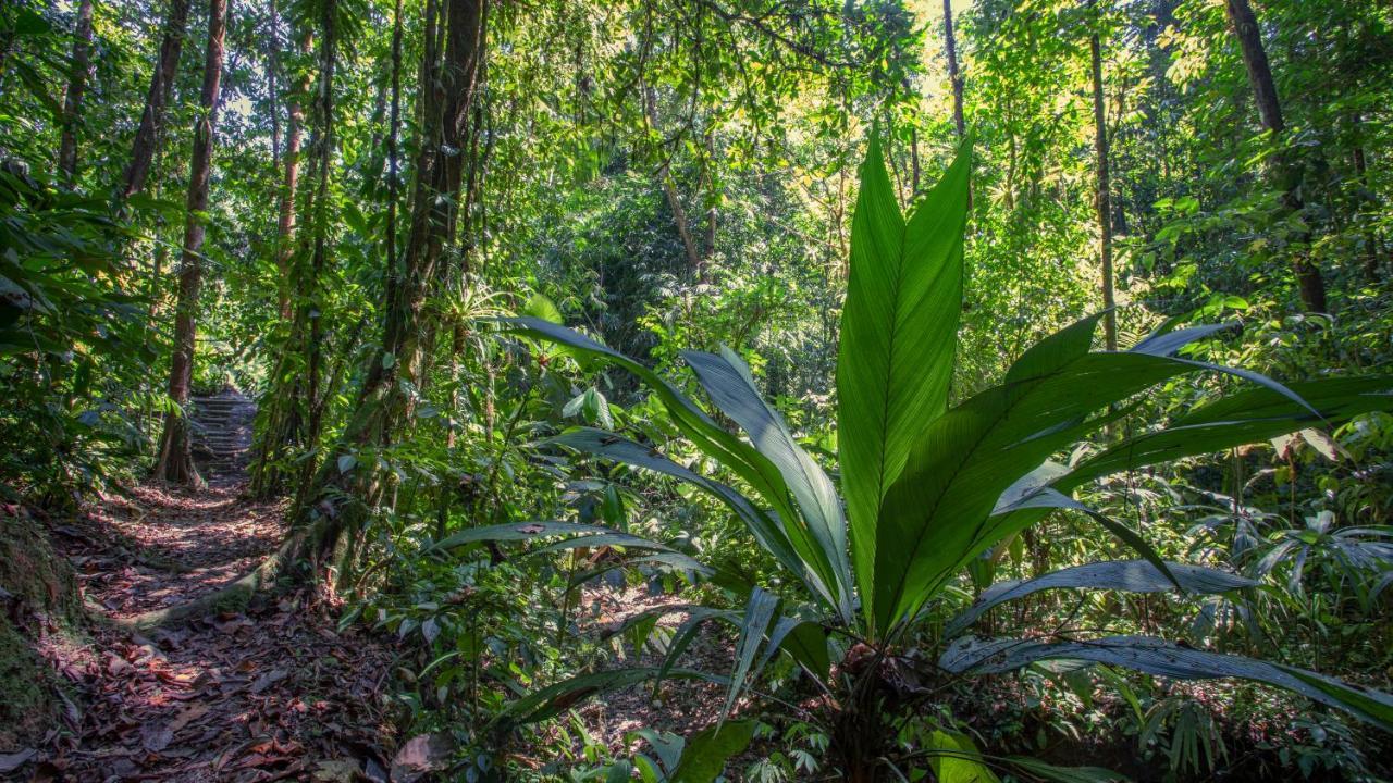 Esquinas Rainforest Lodge Golfito Bagian luar foto